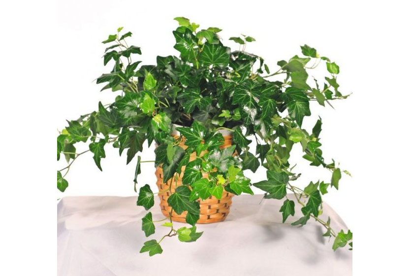 1522115542201326.jpg 英國常春藤.jpg