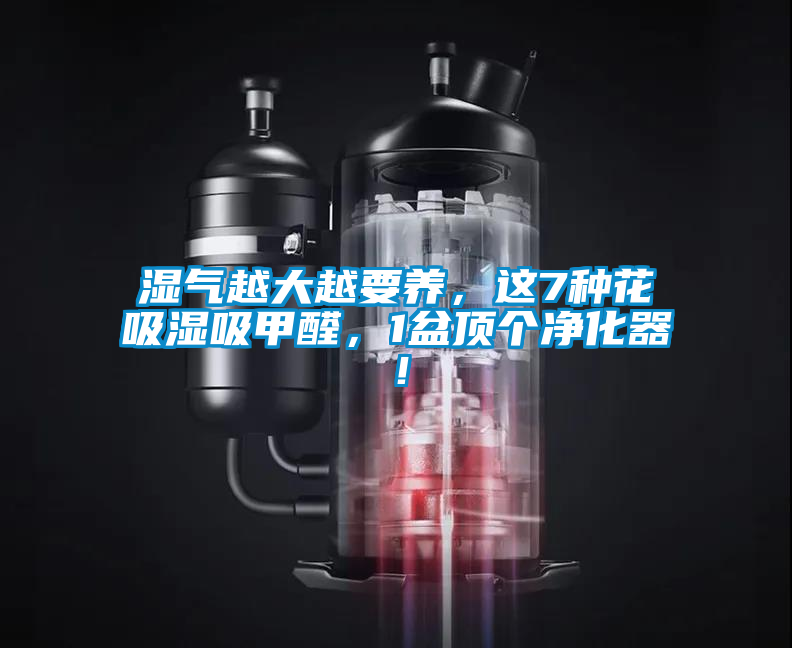 濕氣越大越要養，這7種花吸濕吸甲醛，1盆頂個凈化器！